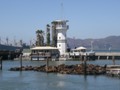 Pier 39 with sea lions