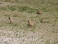 Prairie dogs