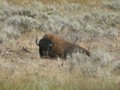 Buffalo bison