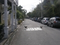 Chickens on Key West streets
